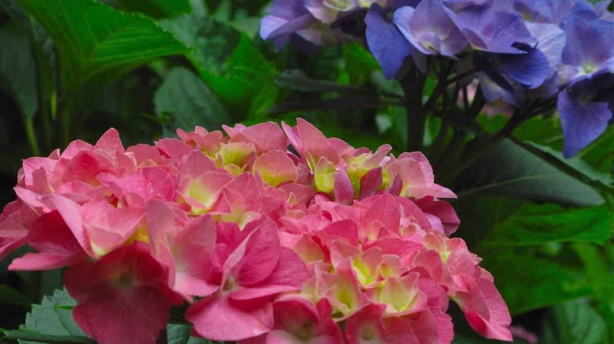 This June 6, 2010 photo taken in New Market, Va., shows hydrangea blooming red and blue on the same bush. Hydrangea are coarse-textured plants that draw the eye because of their contrasts in shape or appearance.