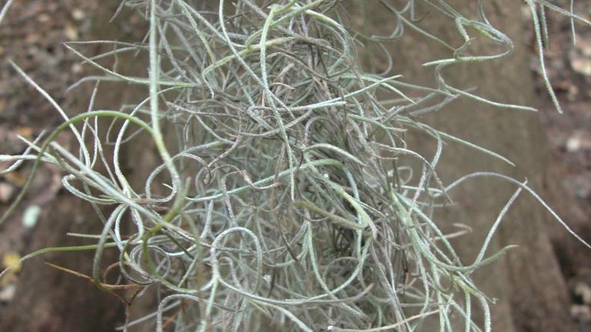 Today’s Mystery Plant is ‘Spanish moss,’ Tillandsia usneoides.