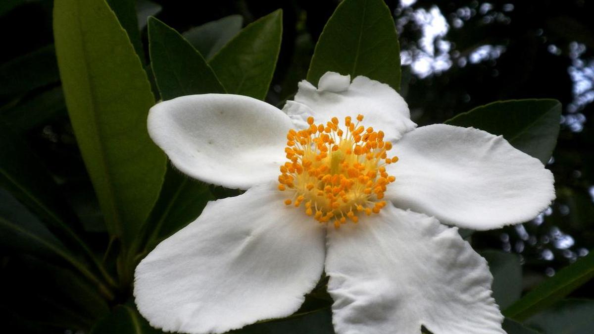 Today’s Mystery Plant is “Loblolly bay,” Gordonia iasianthus.