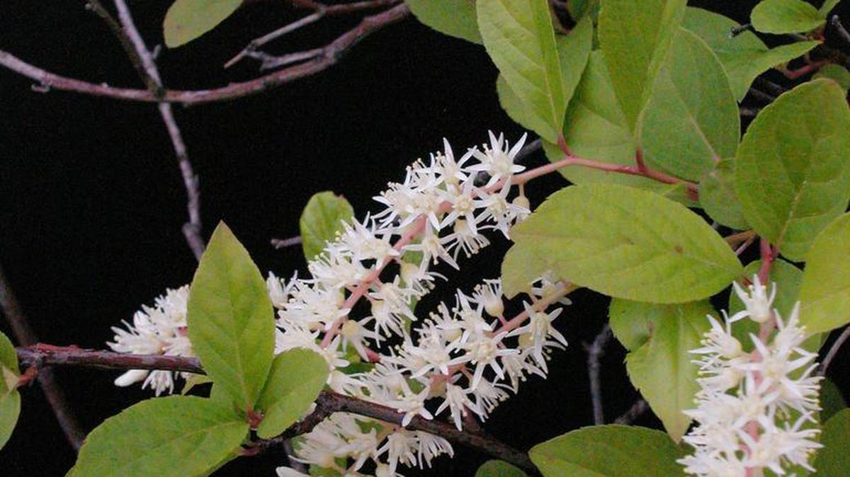 Today’s Mystery Plant is “Virginia Willow” or “Tassel-white,” Itea virginica.
