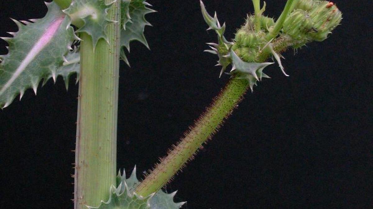 The “Prickly sow-thistle," Sonchus asper, thrives in unusual places.