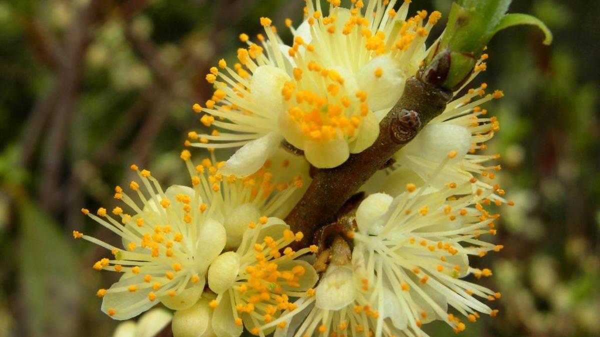 Pictured is today’s mystery plant, Symplocos tinctoria, also known as “Sweet leaf” or “Horse sugar.”