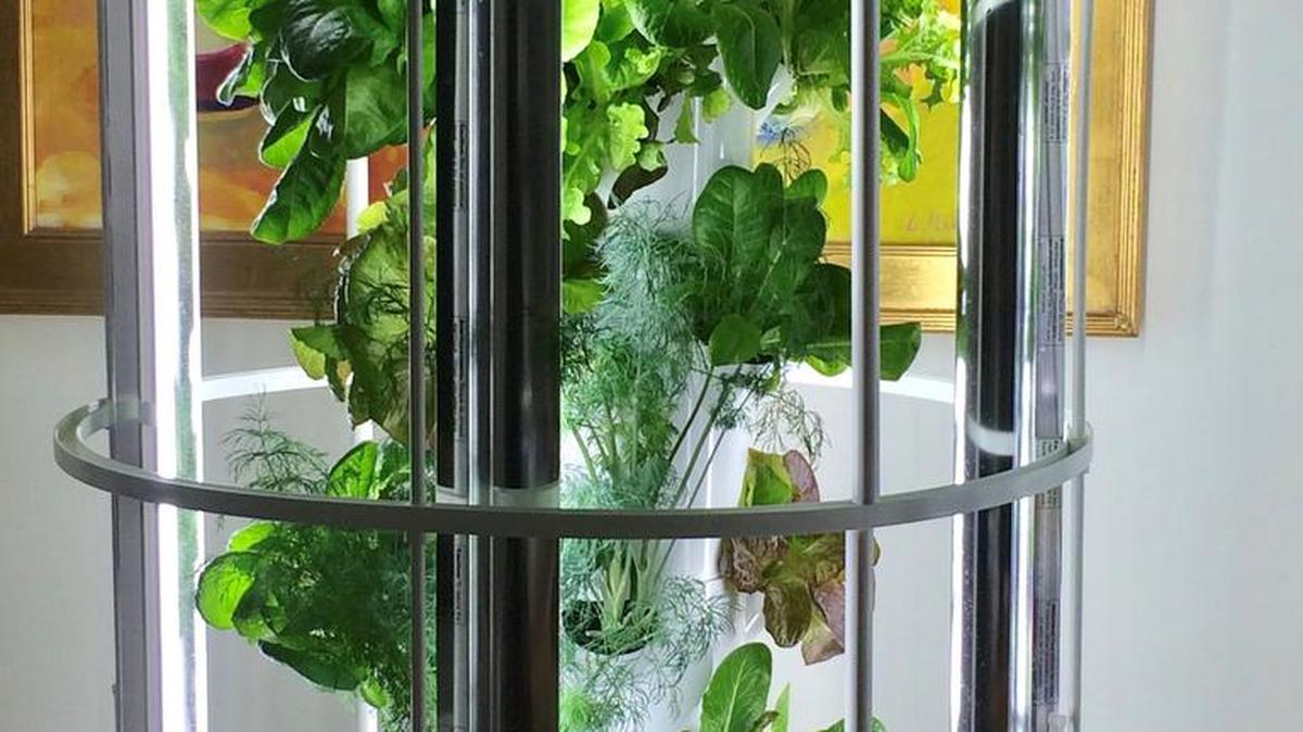 This undated photo by Dina Klempf courtesy of LA Urban Farms shows an indoor grow garden. The vertical garden of growing greens, and the burble of a circulating water pump make for a pleasing and pretty addition to a sunny kitchen or sunroom.