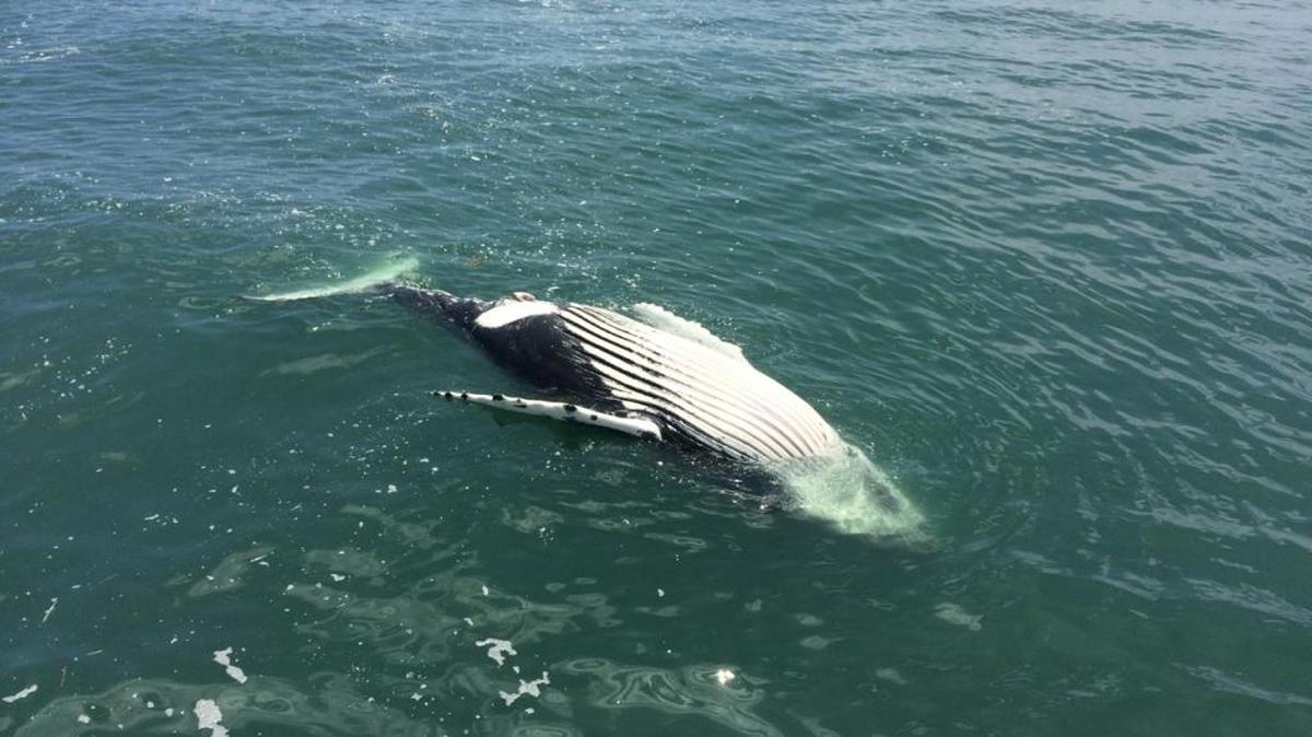 A deceased humpback whale carcass at the mouth of the Delaware Bay reported on July 5, 2016.