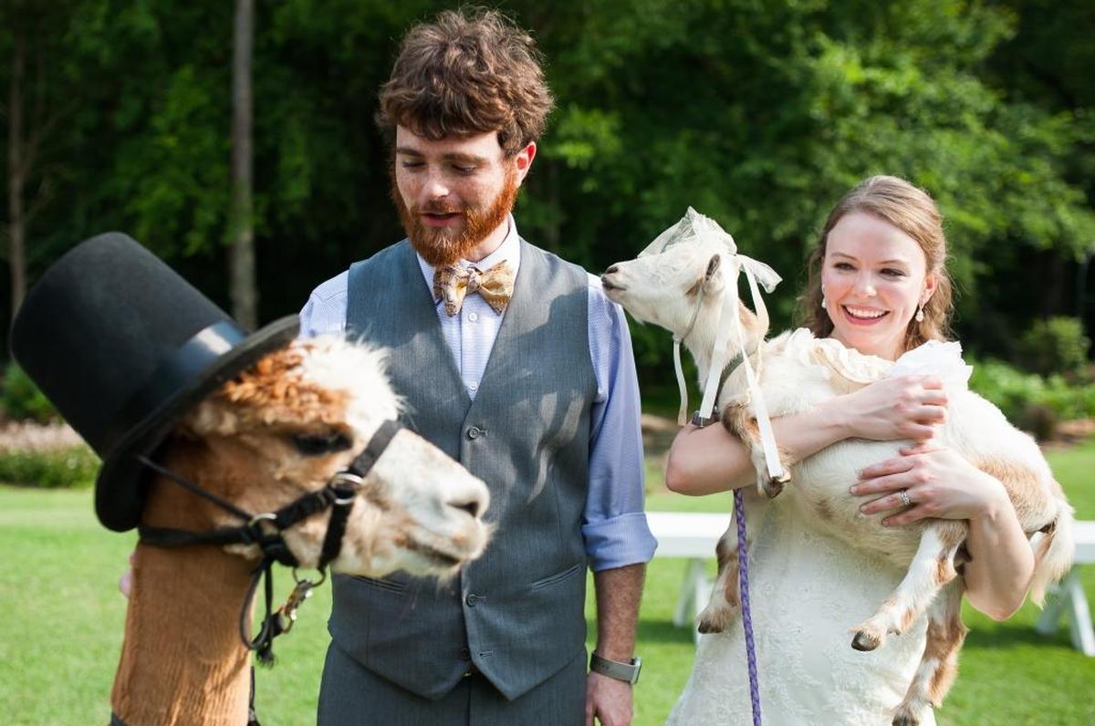 Michael and Liz Barlock at their wedding at the Chapel Hill Carriage House with Abraham the alpaca and Rosie the goat.