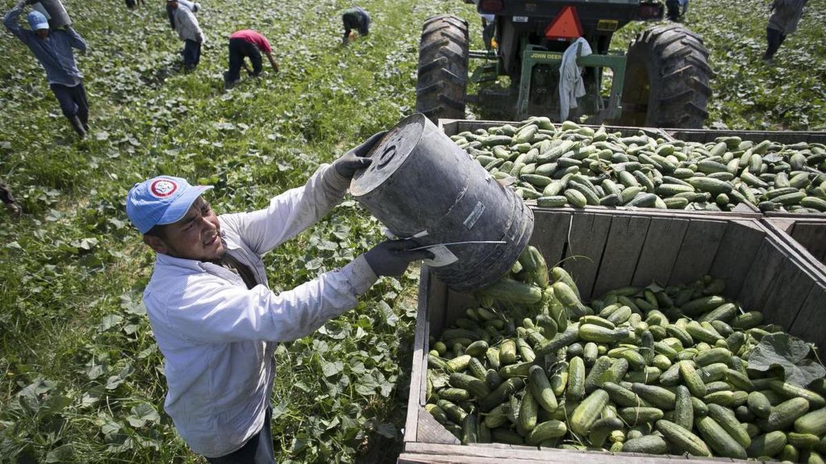 In this June 27, 2017 photo, a seasonal farmworker empties a bucket of cucumbers harvested from a Wake County farm. 