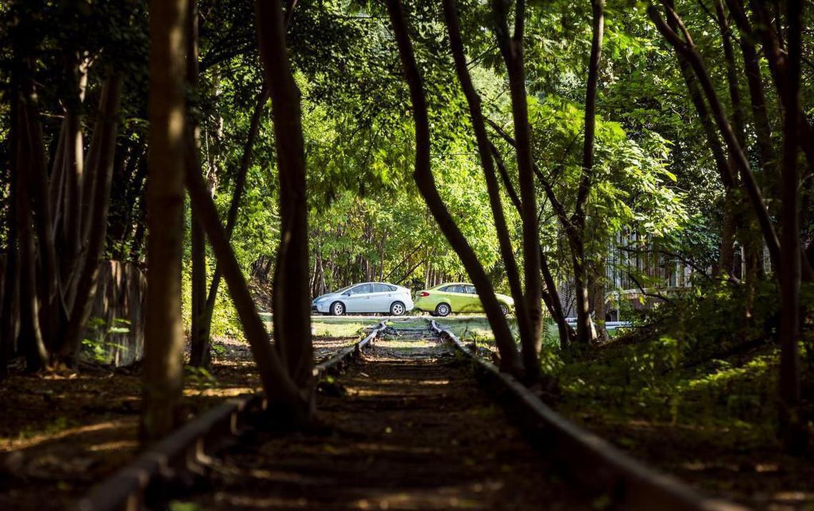 Trees growing on an abandoned section of railway in downtown Durham will have to be removed to make way for the proposed Duke Belt Line.