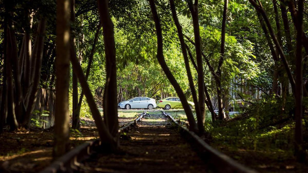 Trees growing on an abandoned section of railway in downtown Durham that will become the Durham Rail Trail. The city and county are now looking at another unused rail corridor to extend the trail north to Person County.