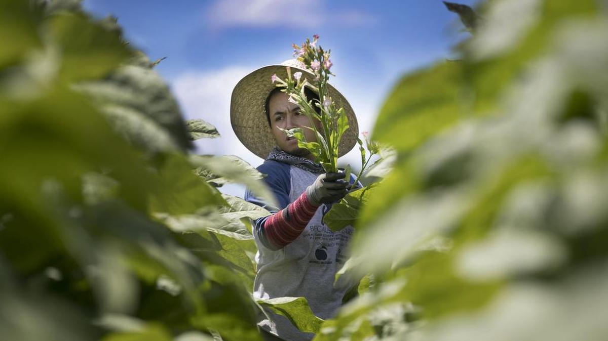 Edgar Ruiz, tops tobacco on Jackie Thompson’s farm in Wake County near Rolesville, N.C. on Tuesday, June 27, 2017. Ruiz is one of the temporary H2-A workers that Thompson employs to work on his massive farm operation.