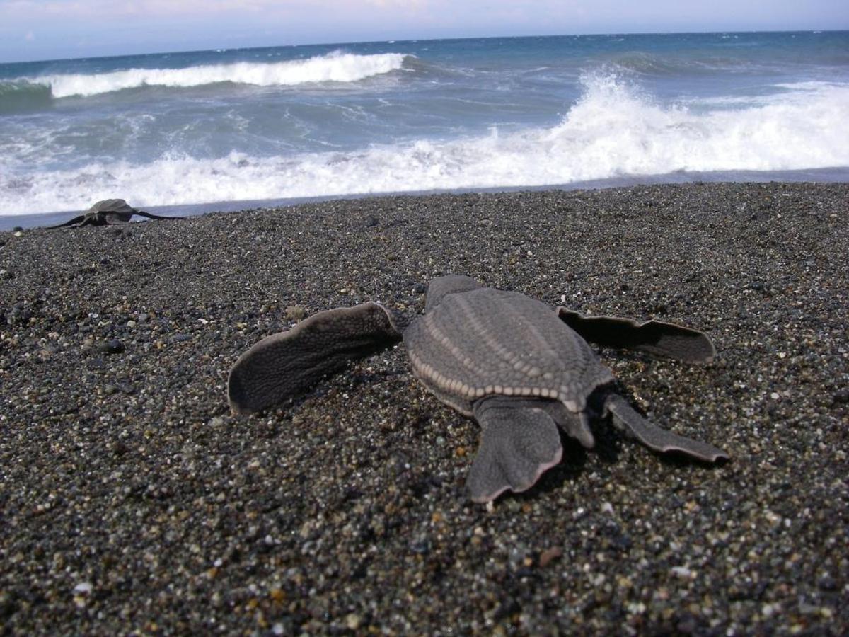 The leatherback's lineage stretches back 100 million years.