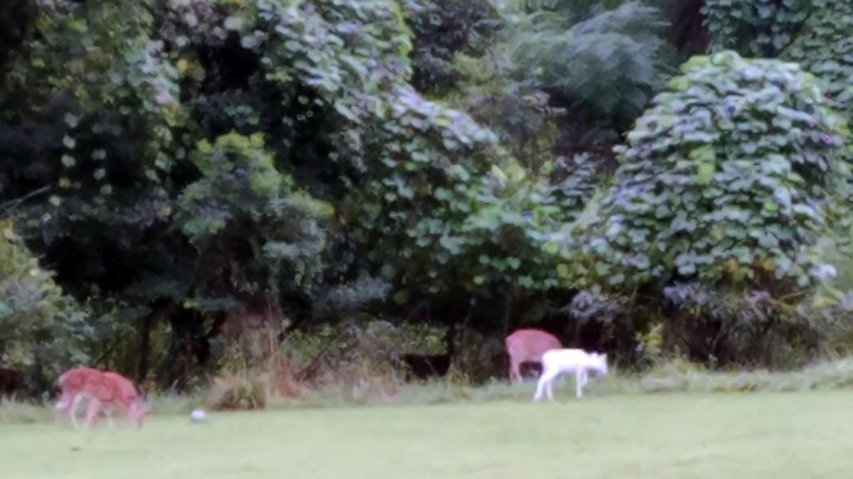 A black fawn, at center, stands near an older, normally colored white-tailed doe and an albino fawn as he nibbles on the tree leaves in this grassy area on Sept. 1, 2017, in Pittsboro. There’s no way to know whether the black and albino fawns are siblings, however, white-tailed deer, which usually give birth to just one offspring at a time, do occasionally have twins.