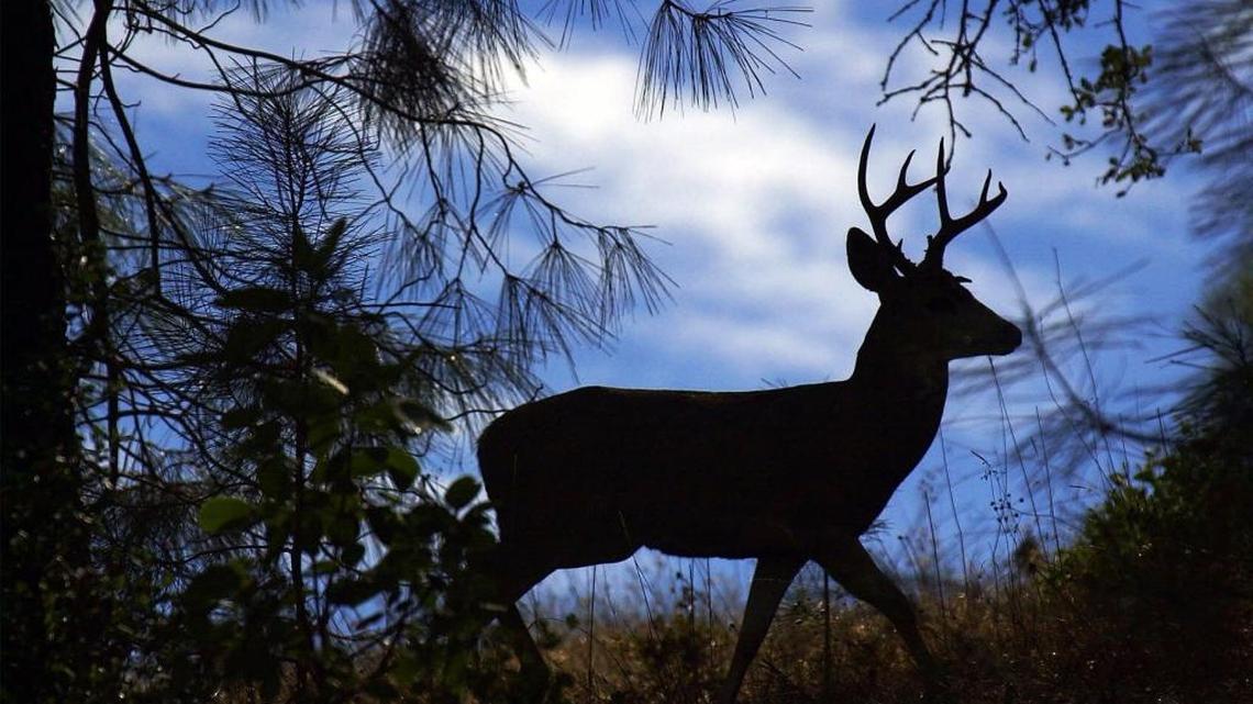 Deer across the country are threatened by a deadly disease that could one day curtail populations and hurt hunting. Deer populations in some places already are feeling the effects.
