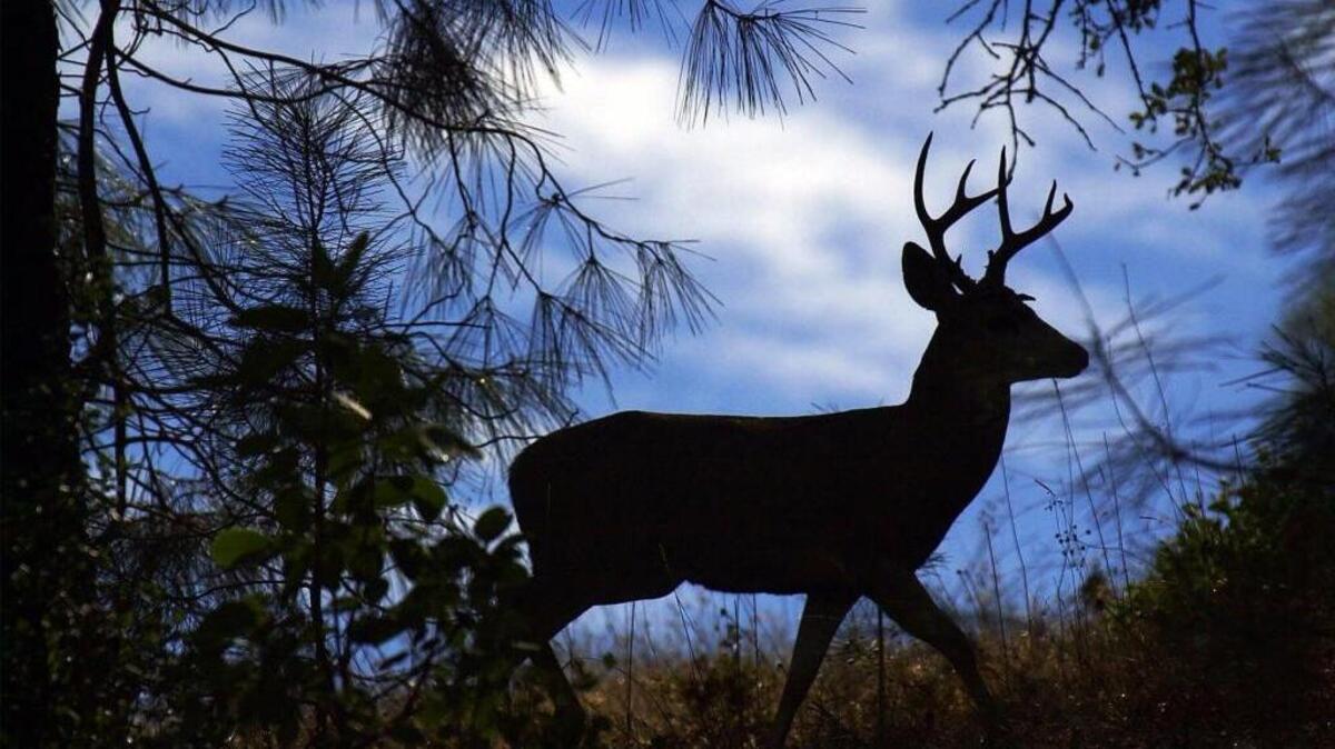 Deer across the country are threatened by a deadly disease that could one day curtail populations and hurt hunting. Deer populations in some places already are feeling the effects. 