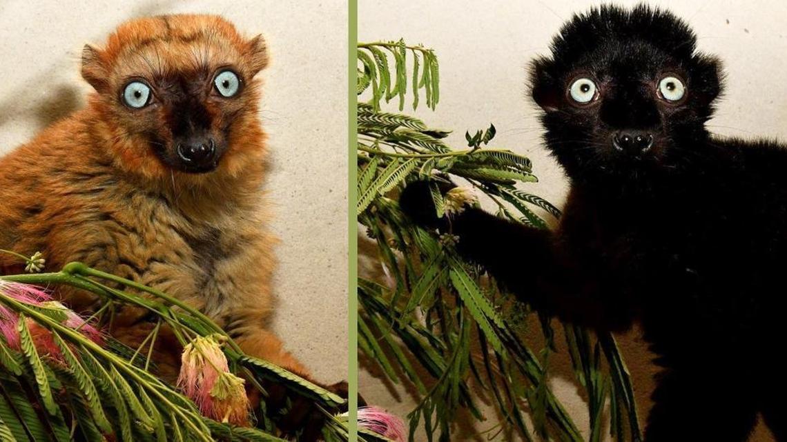 Pictured are Velona (left) and Mangamaso at the Duke Lemur Center.