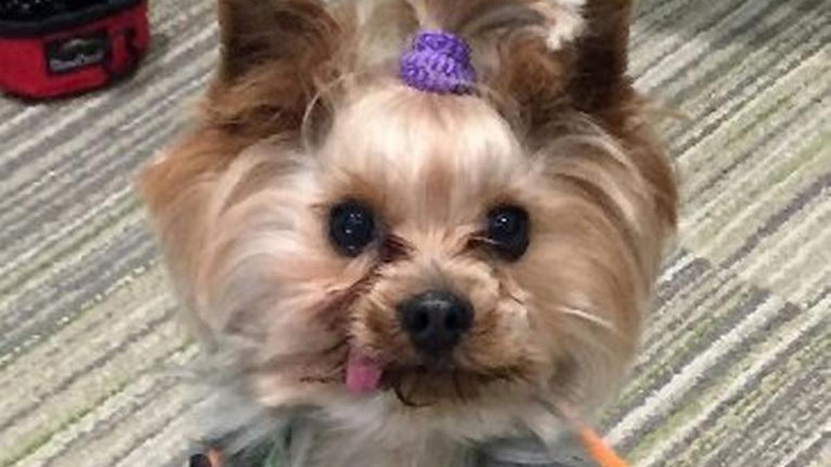 Chaddy, a 7-year-old Yorkshire terrier, was found on Wednesday, Dec. 6, 2017, after being stolen on Thanksgiving Day and sold to a new owner.