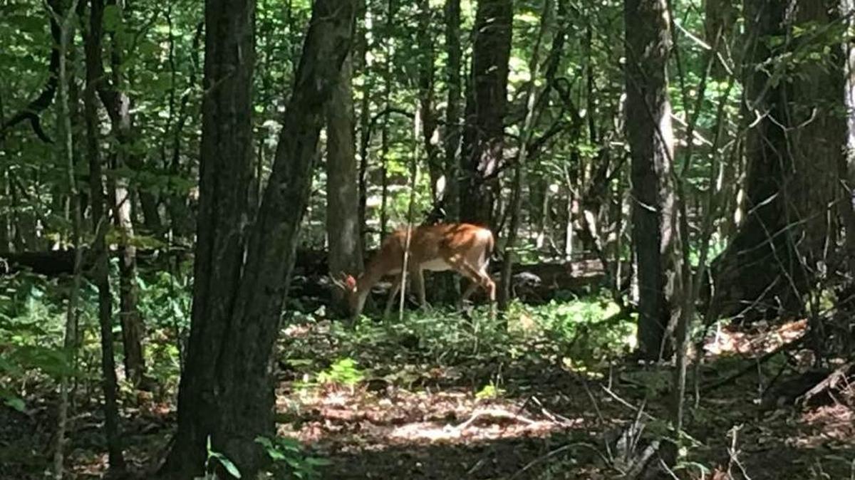 A photographer spotted a buck while hiking the Sycamore Trail in Umstead State Park in this 2016 photo.