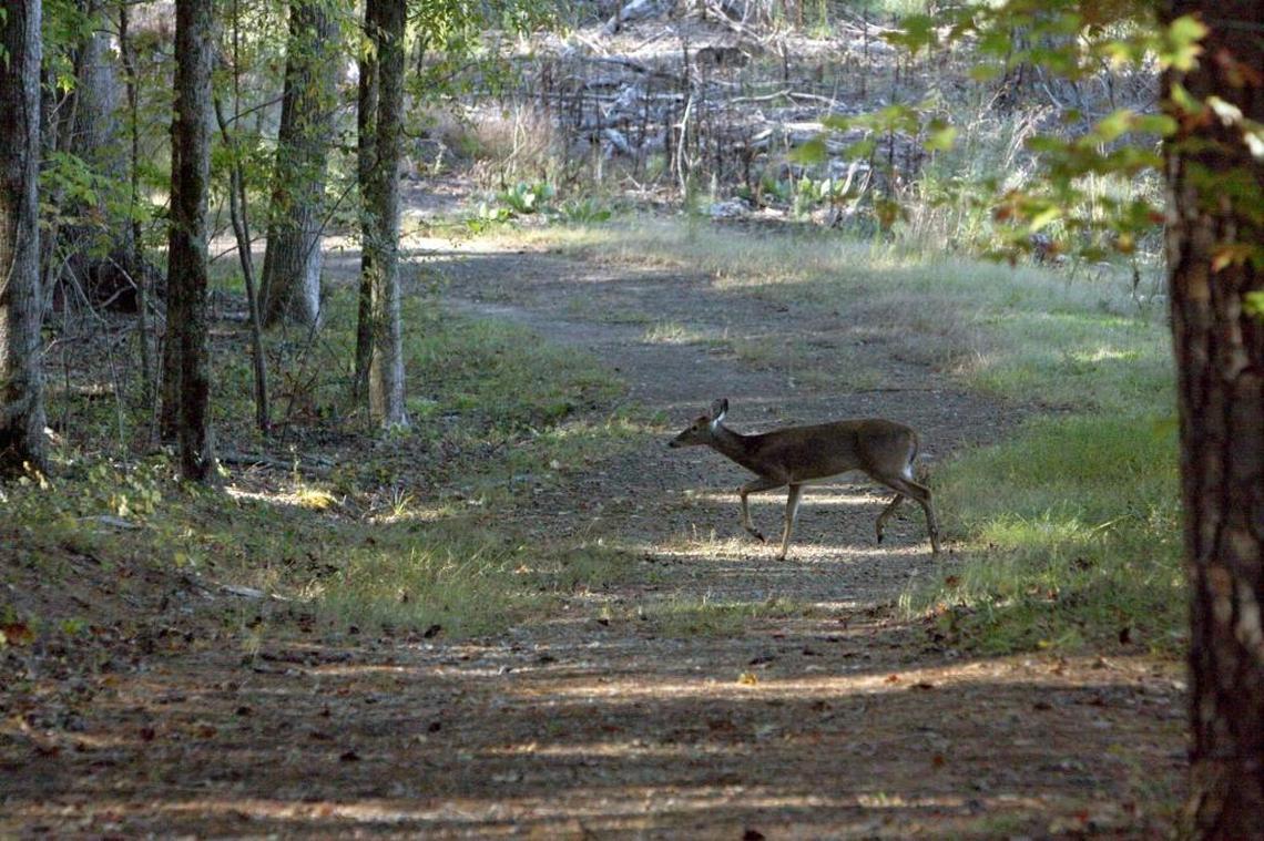 A deer crosses an access road into Duke Forest off Mount Sinai Road right across the road from Mount Sinai Baptist Church in Orange County. This is the Korstian Division, one of the areas of Duke Forest where deer hunting has been permitted.