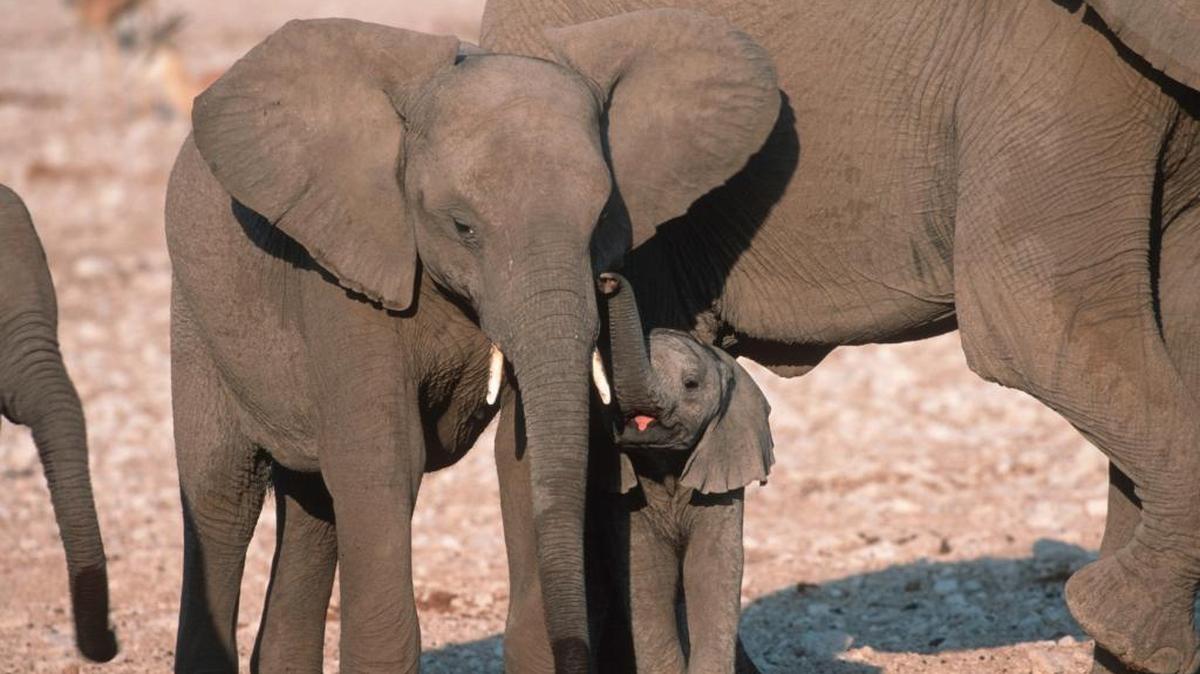 A donation worth a combined $25 million to Duke University’s Nicholas School of the Environment and the World Wildlife Fund will among other things help the conservation group’s work to save elephants from poaching and extinction.