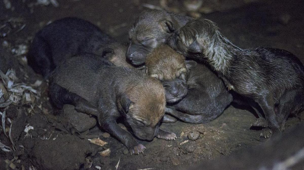 Pictured are the six newborn critically endangered red wolf pups, three males and three females, born at the Museum of Life and Science on Friday.
