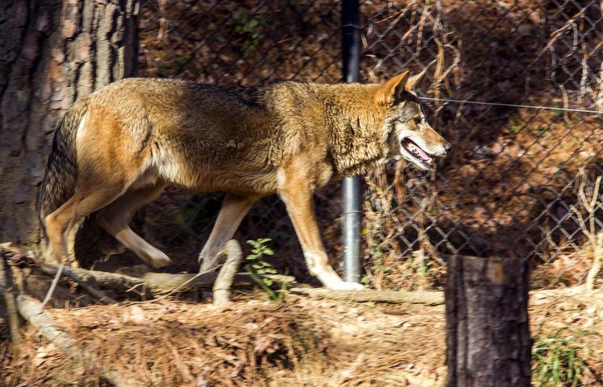 An endangered red wolf patrols its enclosure at the Durham Museum of Life and Science.