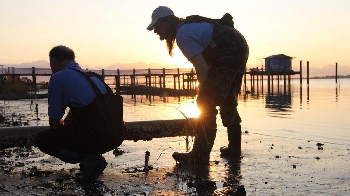 In this 2016 file photo, Neils Lindquist, left, and David Cessna inspect oyster beds in front of the UNC Institute of Marine Sciences in Morehead City.