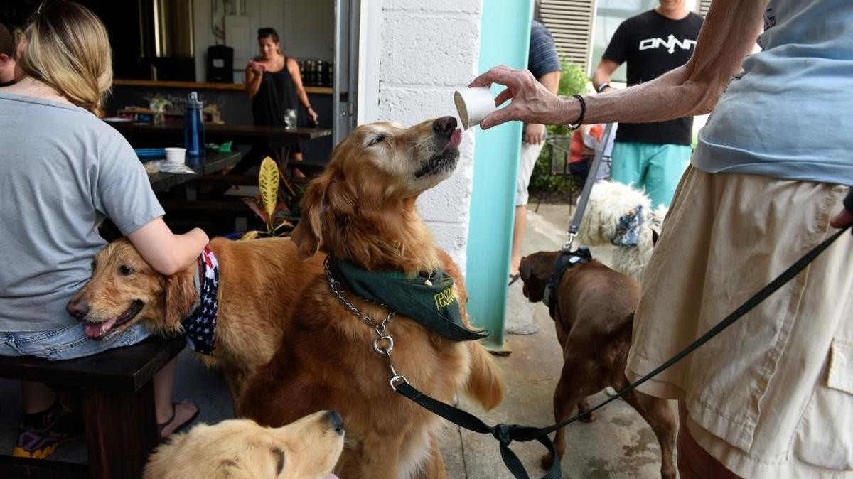 The FDA is warning dog lovers that “bone treats” might cause choking or worse. In this August 2016 photo, Nell Barnes, right, president of the Neuse River Golden Retriever Rescue, feeds her dog Simon a dog treat at the Neuse River Brewing Company in Raleigh.