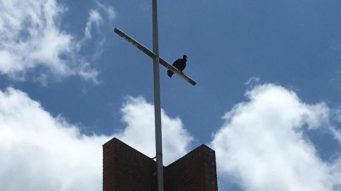 A turkey vulture perches on a metal cross above St. Paul United Methodist Church on a blue-sky afternoon in Durham.