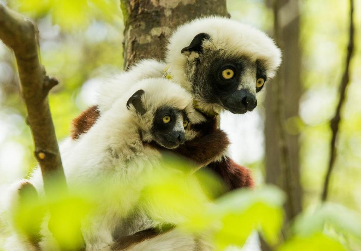 ‘Furia,’ a baby Coquerel’s sifaka, clings to her mother Gisela’s back as the two lemurs await peanut treats from primate technician Melanie Currie at the Duke Lemur Center on Wednesday. Furia was born on Jan. 10.