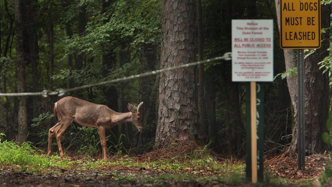 A deer munches on foilage at one of the entrances to Duke Forest along N.C. 751 in Durham. Duke Forest consists of more than 7,000 acres of land maintained by Duke University for teaching, research and recreational use and lies west of West Campus.