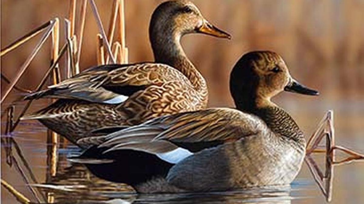 Richard Clifton won the 2017 NC Duck Stamp competition with this painting of a pair of gadwells.
