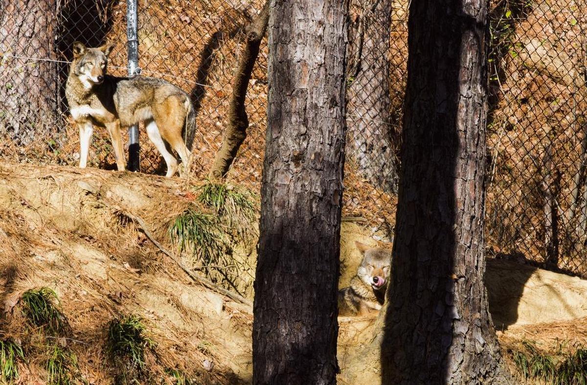 Durham’s Museum of Life and Science recenlty introduced these two red wolves for breeding season, the male from a New York state sanctuary and the female from the North Carolina Zoo, to promote genetic diversity among the survivors of the endangered species.