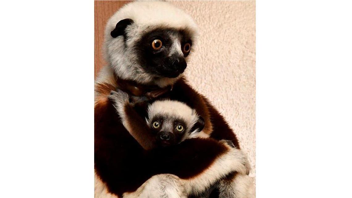 Elagabalus, or Gabe, the newest Coquerel’s sifaka at Durham Lemur Center, clings to his mom Pia. Gabe was born on Dec. 23, 2017.