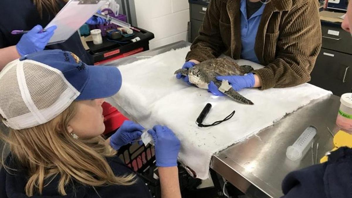 NC Aquarium staff examine a cold-stunned green sea turtle at Roanoke Island. Staffers would later begin the process of warming the turtle back to normal temperature.