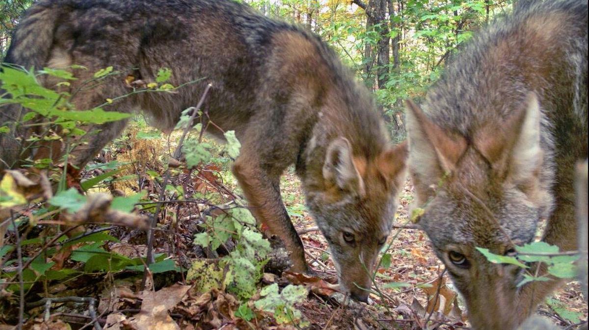 A rabid coyote was found in Bahama in Durham County. In this file photo, two coyotes approach an eMammal camera trap in Virginia in October 2013. The eMammal project is a collaboration between researchers at N.C. State and the Smithsonian Institution. Volunteers set up the cameras, which photograph mammals such as coyotes that pass by.