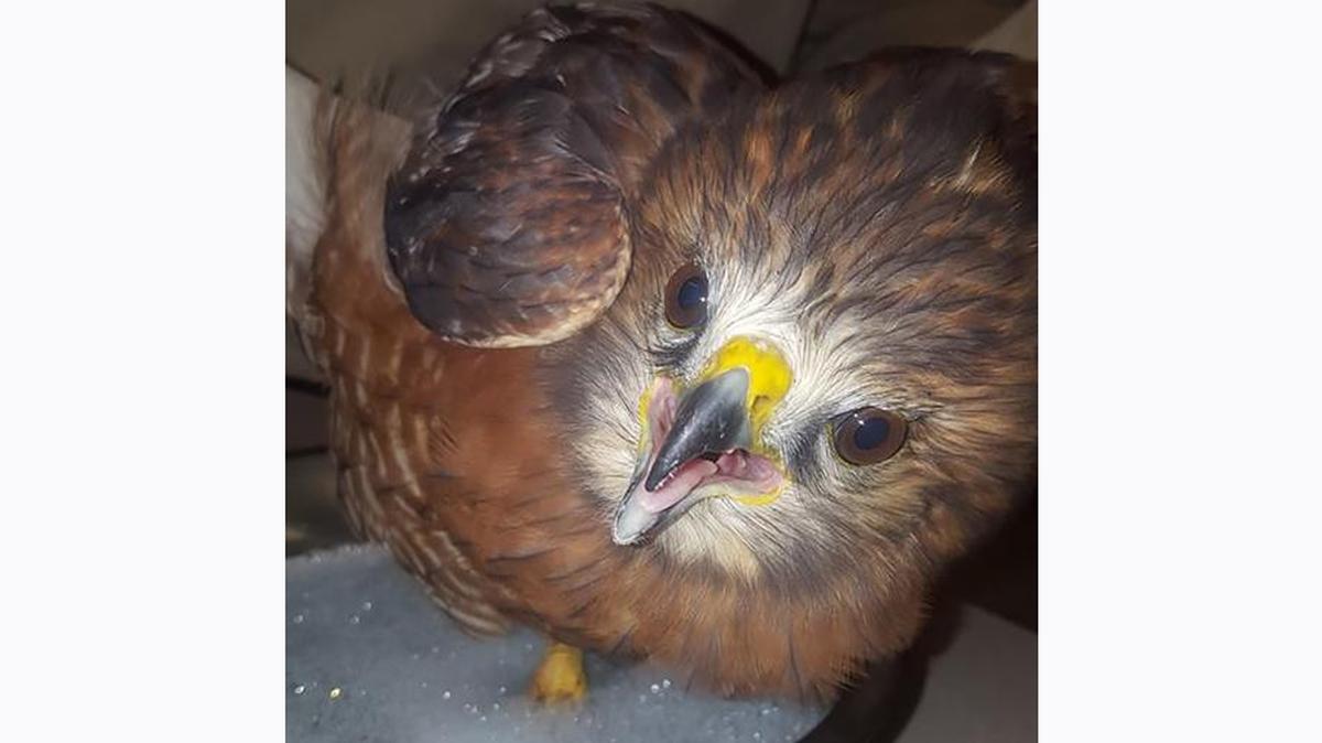 An injured red-shouldered hawk undergoes treatment for injured talons at CLAWS, the wild animal rehabilitation center in Chapel Hill