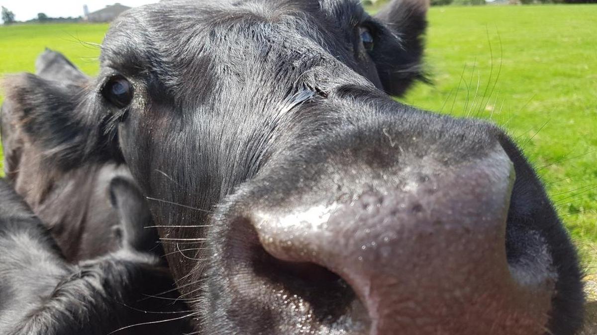The nose of a black cow.