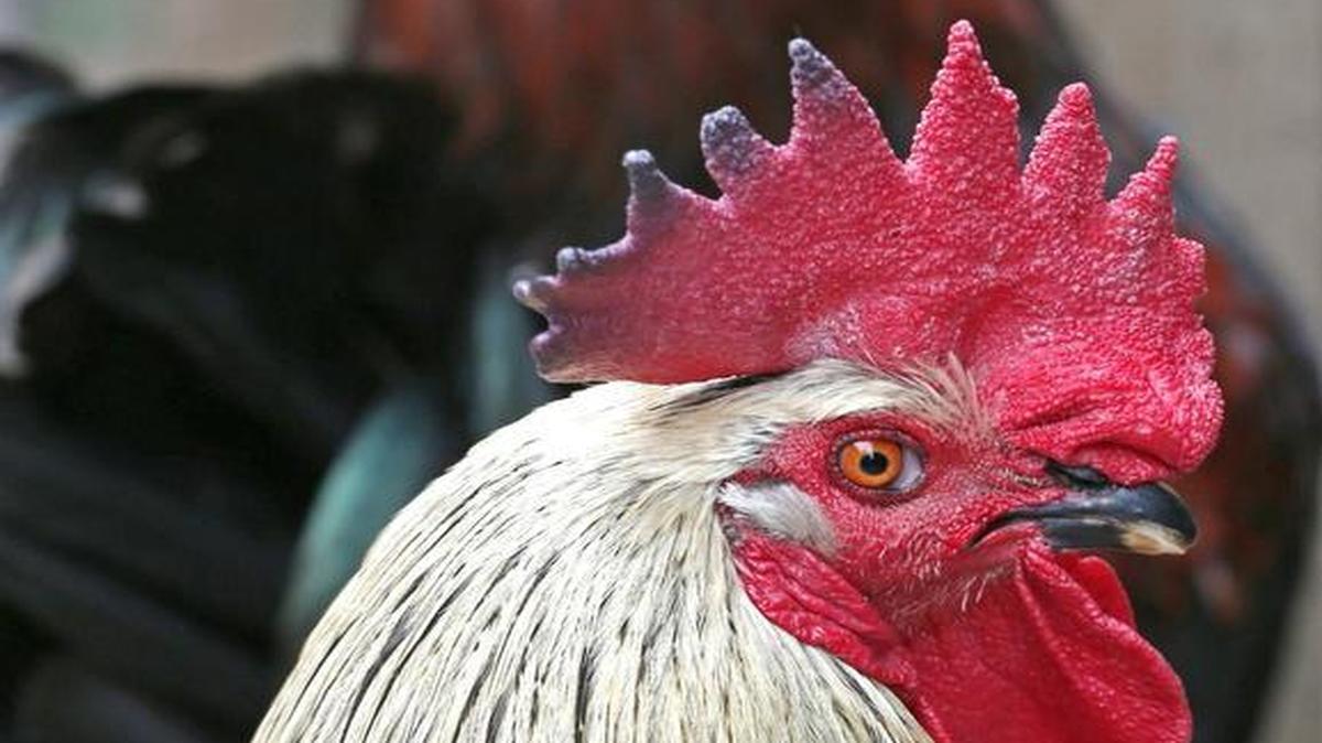 A recent report from the Centers for Disease Control and Prevention has linked some salmonella cases to handling of backyard chickens.