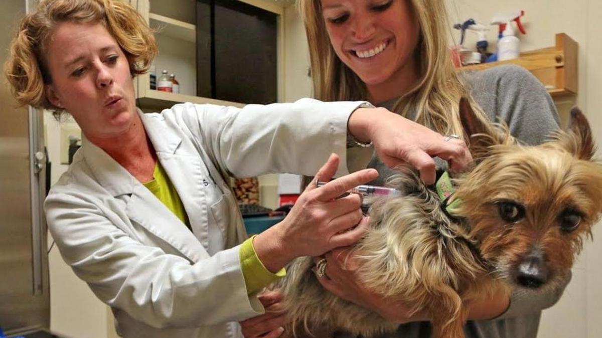 Kelli Fabick holds her mother's Australian Silky Terrier, Zoey, as veterinarian Sarah Hormuth administers a canine flu shot. The N.C. Veterinary Medical Association says dogs should be vaccinated if they visit dog parks, spas or boarding facilities.