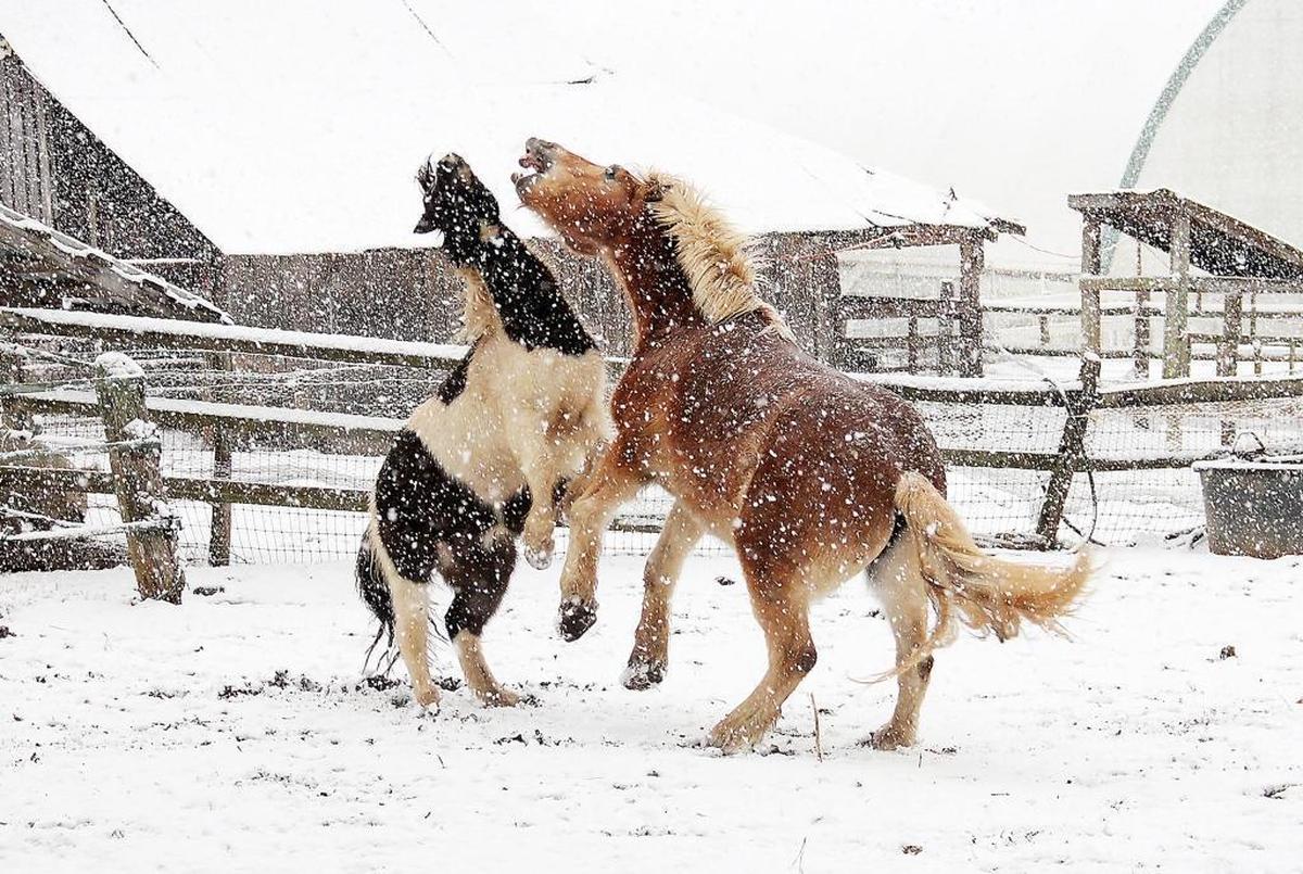 Horses grow impatient for breakfast at Spence’s Farm outside Chapel Hill shortly after 8 a.m. Wednesday, Jan. 17, 2018, after snow blanketed Orange County. The horses actually get along well and did not hurt each other. Some 3 to 6 inches of snow is expected across the Piedmont with a winter storm warning in effect until 9 p.m. Wednesday.