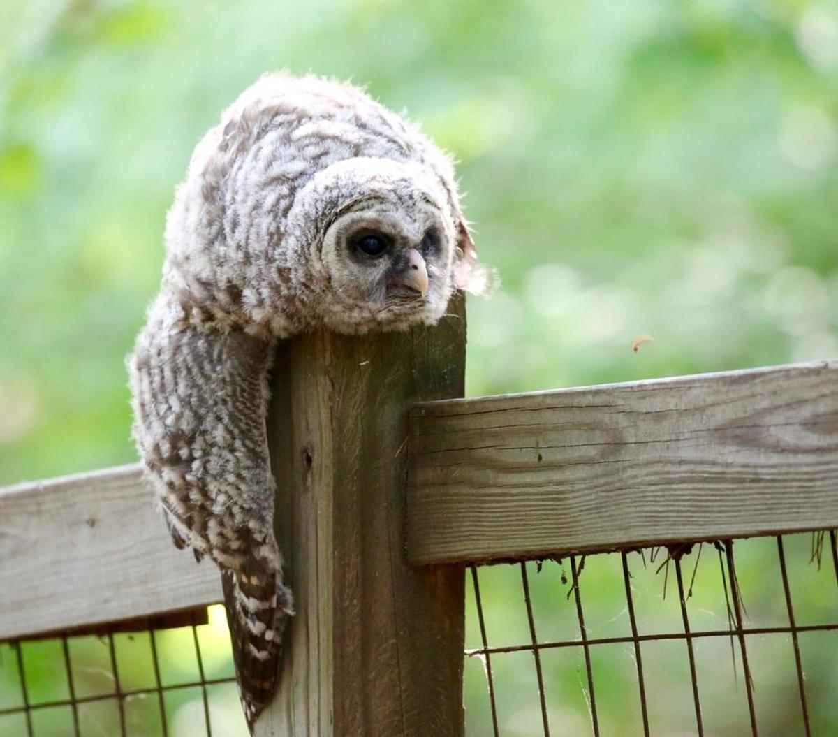 Watching the poor owlet trying to find comfort on that post, reminded me of trying to sleep on a plane, never enough room, never quite comfortable, only cramped exhaustion.