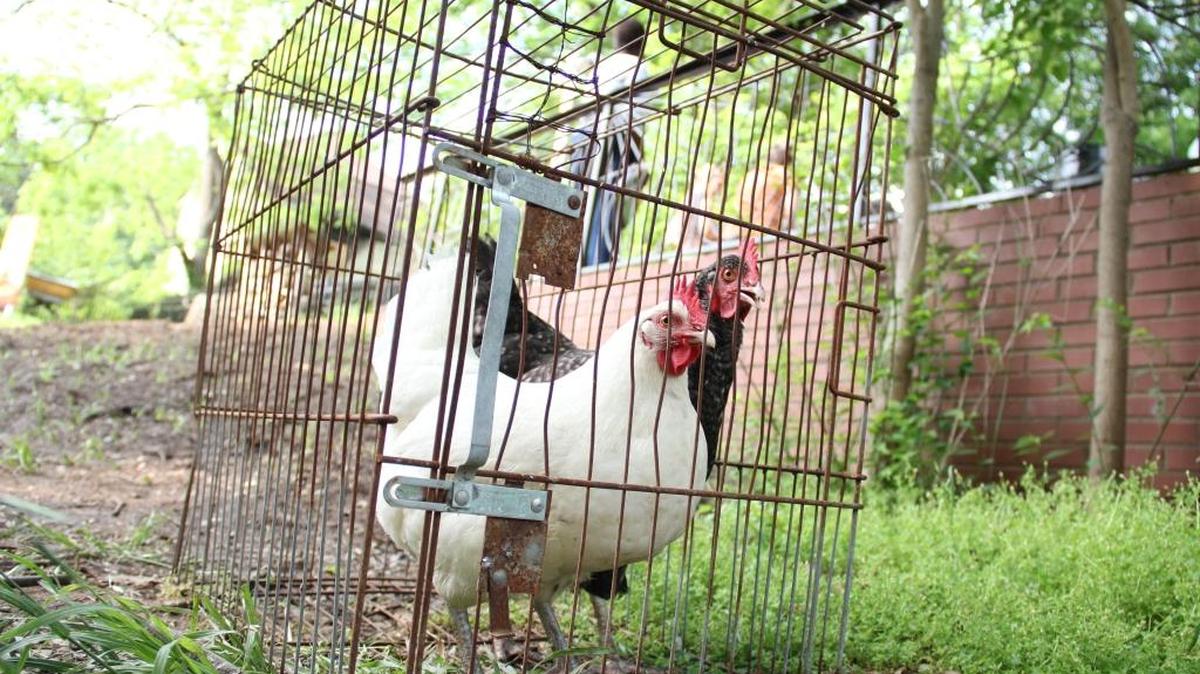 Two hens await a harvesting class at SEEDS on April 29, 2017. The nonprofit held its first class to teach people who raise chickens how to humanely slaughter their birds for food. In Carrboro, the Board of Aldermen is reconsidering whether to allow backyard livestock slaughter.