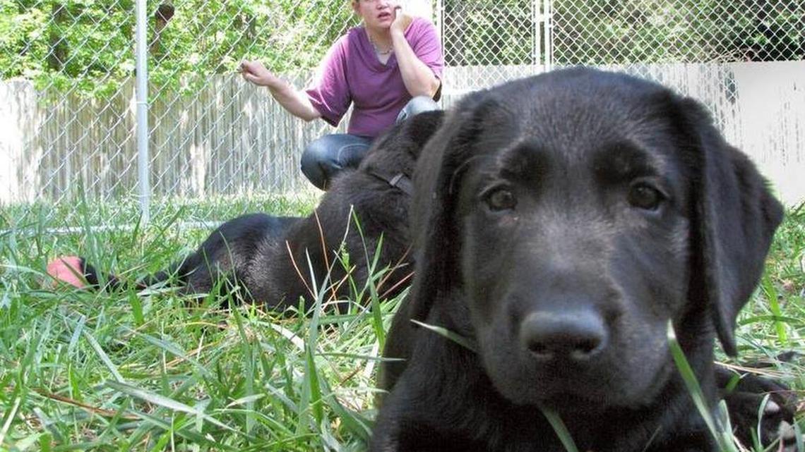 UNC PAWS staff member Melissa Taylor takes a break from socializing with the Labrador retriever puppies at The Farm at Penny Lane in northern Chatham County in this June 2015 file photo. The therapy program gives clients with mental health issues a new focus by letting them train and help socialize rescue dogs.