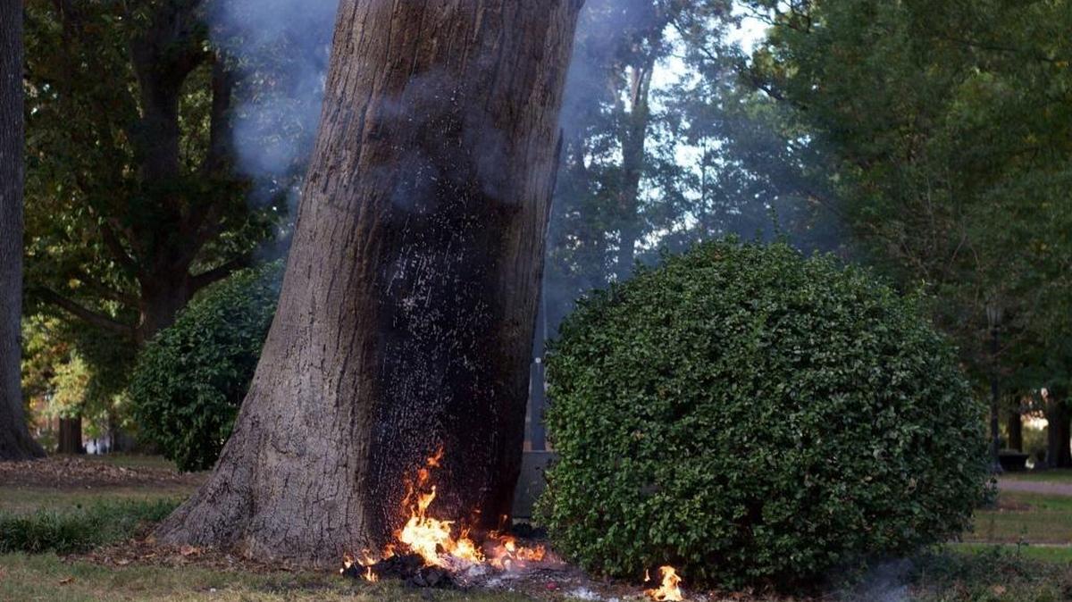 UNC officials have said a Nov. 2 fire that caused an explosion at the base of the Chapel Hill campus landmark Davie Poplar didn’t do any lasting damage to the tree.