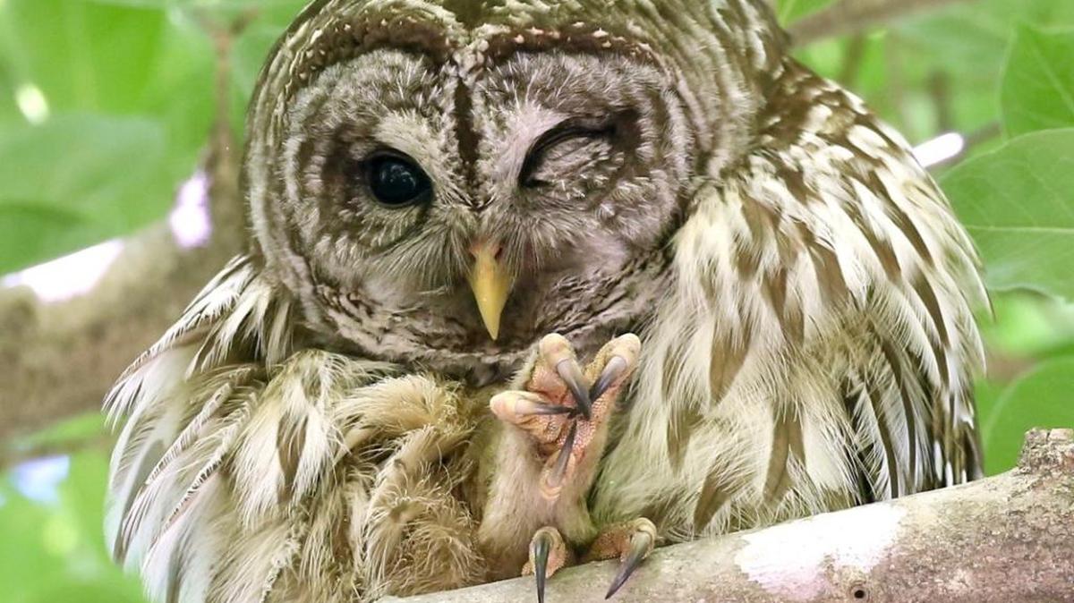Female Barred Owls never leave their owlets. You might see her grooming herself in a relaxed way, seemingly ignoring the owlets, but she keeps a vigilant eye.