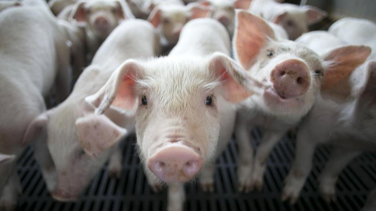 The letter from the N.C. Pork Council is part of the file the UNC system’s Board of Governors is considering as it weighs whether to tell law-school centers and institutes to stop representing clients in legal matters.