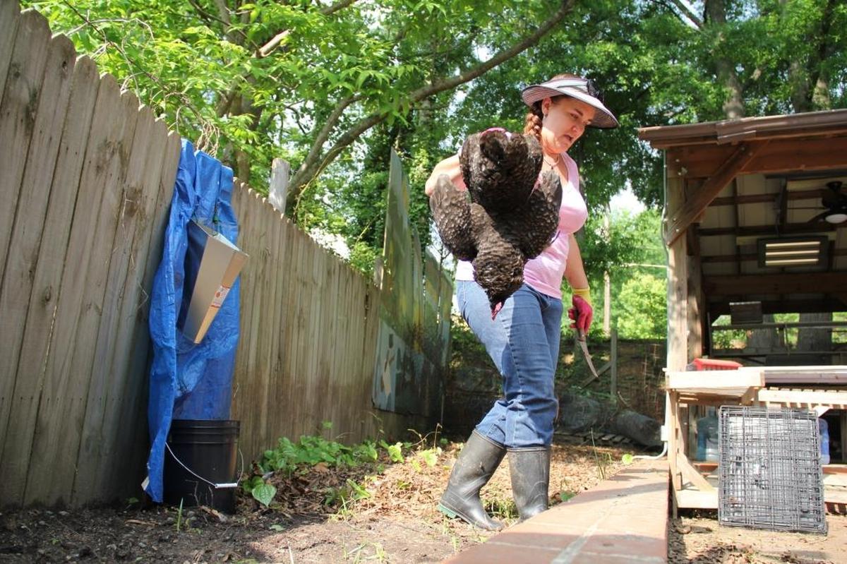 "Veganism is a good diet, and it works for some people, but not for me," says Durham County Cooperative Extension agent Cheralyn Schmidt-Berry, shown carrying a freshly slaughtered hen during a class on humane slaughtering in April. In Carrboro, the Board of Aldermen is reconsidering whether to allow backyard livestock slaughter.