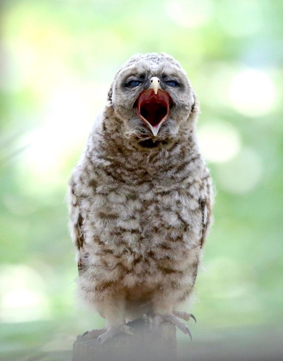 The owlet yawned, stretched and sometimes draped its entire body over the rail