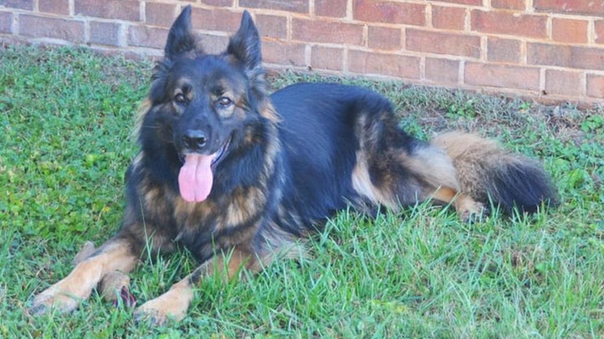 Hillsborough K-9 officer Viper is leaving the force and heading into retirement.