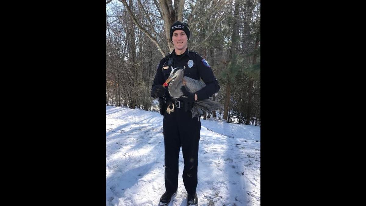 Carrboro police officer Tim Shine holds a great blue heron he rescued from Morgan Creek on Thursday, Jan. 4, 2018, after the bird became tangled in fishing line and frozen in the ice.