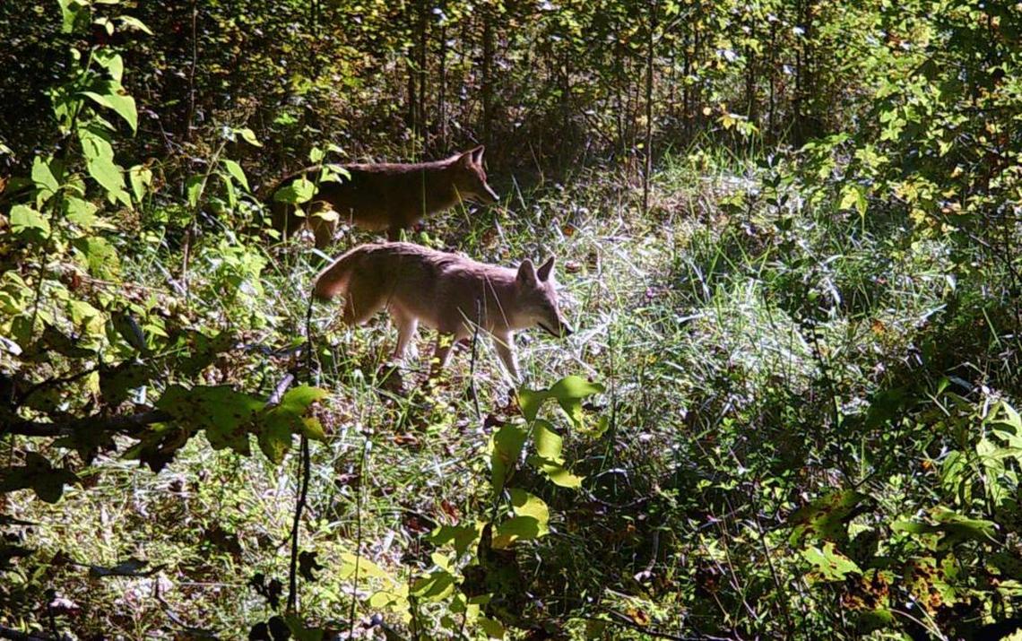 Coyotes thread their way through the vegetation at the Eno River Association’s Confluence Natural Area off Highland Farm Road in Orange County.